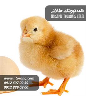 فروش جوجه یکروزه گوشتی نژاد آرین